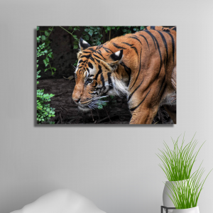 Alışveriş Reyonu Kaplan Kanvas Tablo