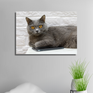 Alışveriş Reyonu Gri Kedi Kanvas Tablo